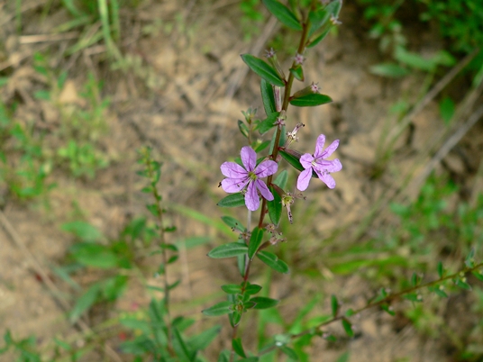 {Lythrum alatum}